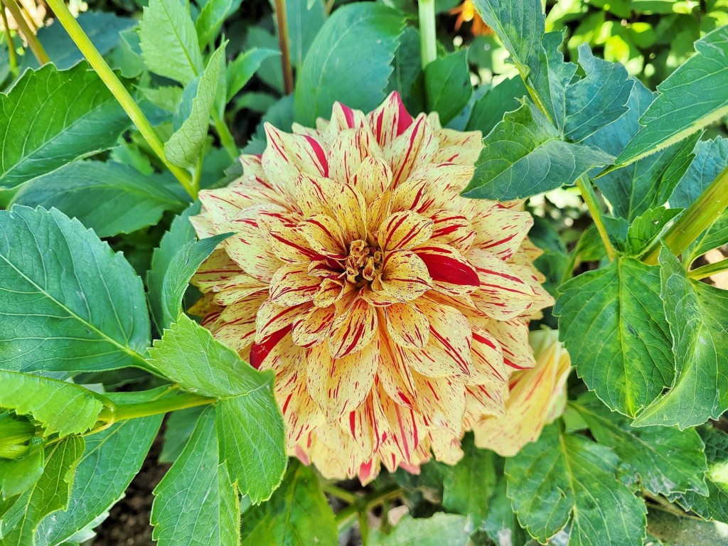 Foto: Plantación de Dalias - Capolat (Barcelona), España