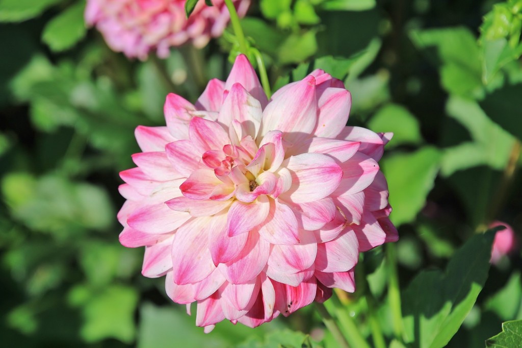 Foto: Plantación de Dalias - Capolat (Barcelona), España