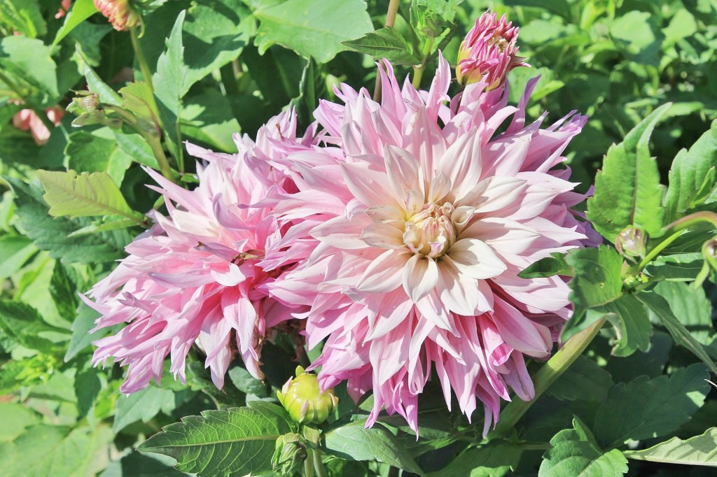 Foto: Plantación de Dalias - Capolat (Barcelona), España