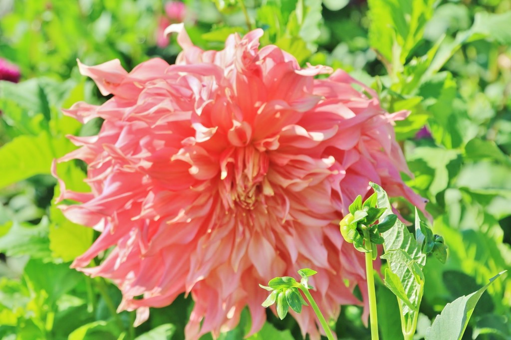 Foto: Plantación de Dalias - Capolat (Barcelona), España