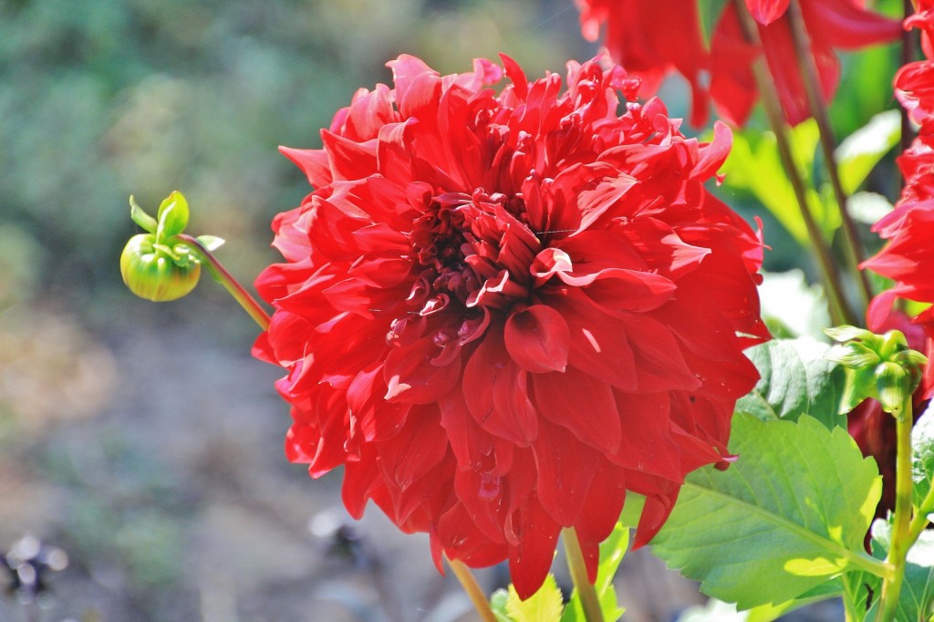 Foto: Plantación de Dalias - Capolat (Barcelona), España