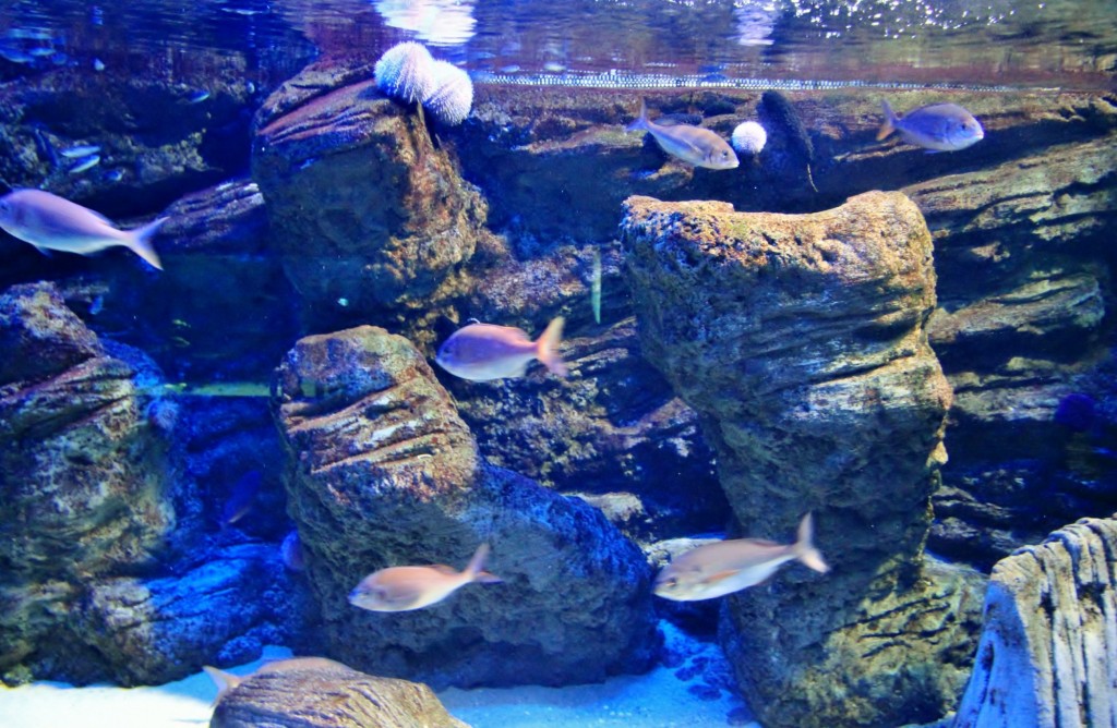 Foto: Acuario de Gijón - Gijón (Asturias), España