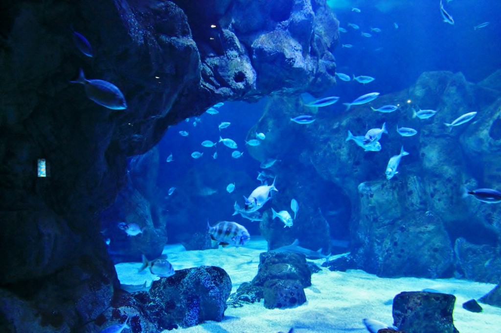 Foto: Acuario de Gijón - Gijón (Asturias), España