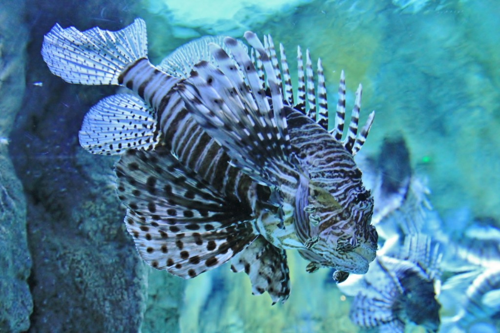 Foto: Acuario de Gijón - Gijón (Asturias), España