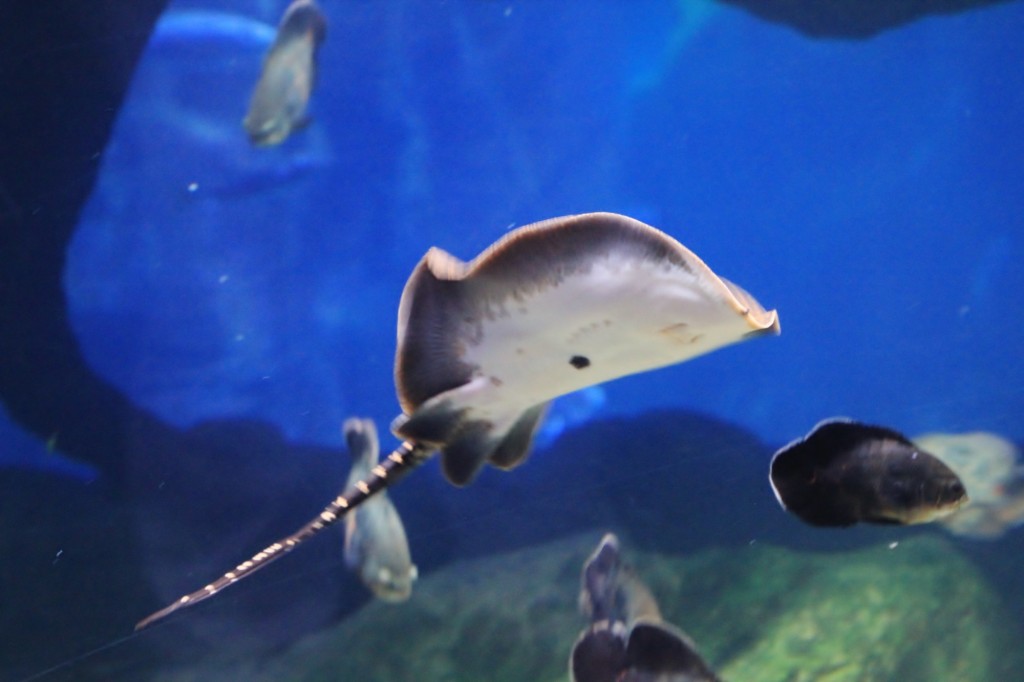 Foto: Acuario de Gijón - Gijón (Asturias), España