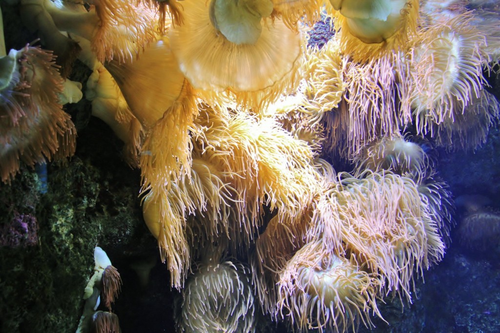 Foto: Acuario de Gijón - Gijón (Asturias), España