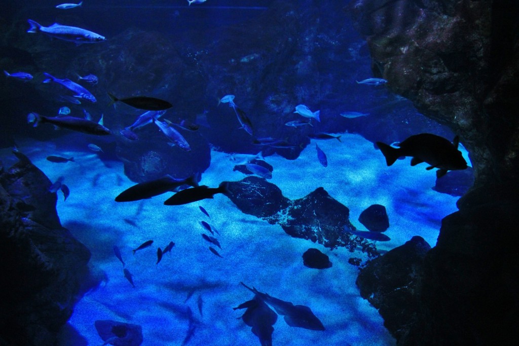 Foto: Acuario de Gijón - Gijón (Asturias), España