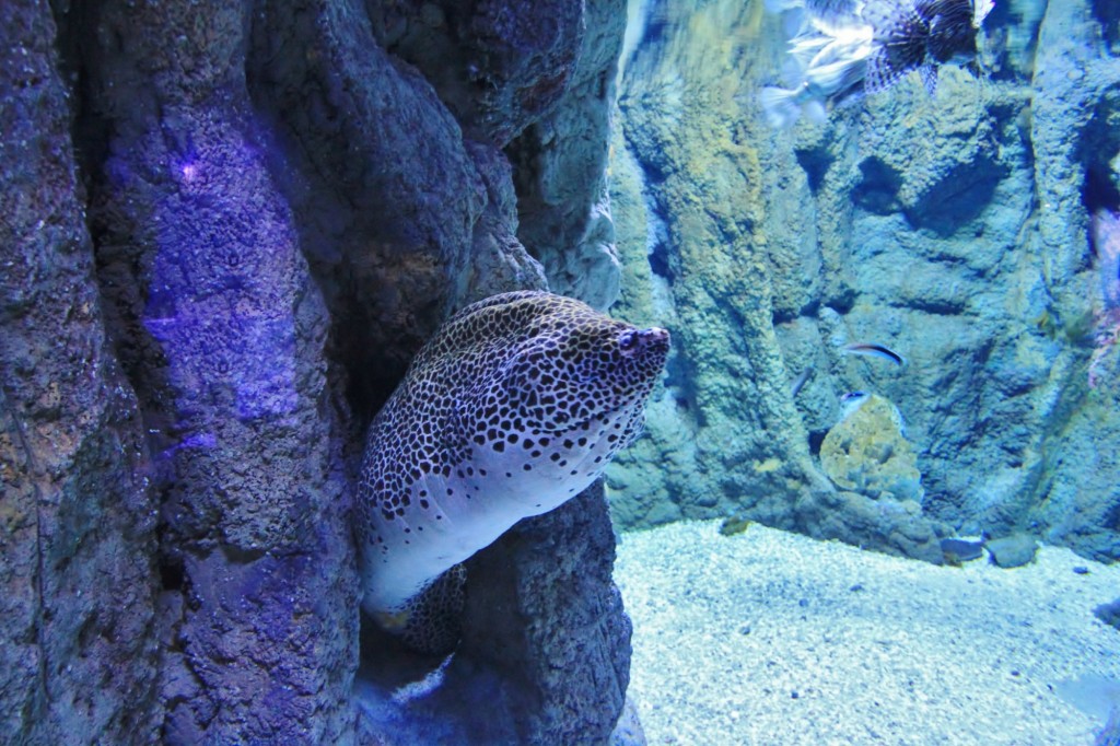 Foto: Acuario de Gijón - Gijón (Asturias), España