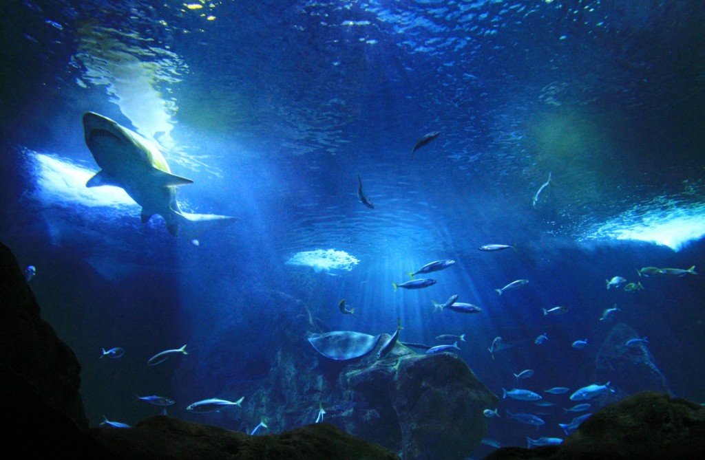 Foto: Acuario de Gijón - Gijón (Asturias), España