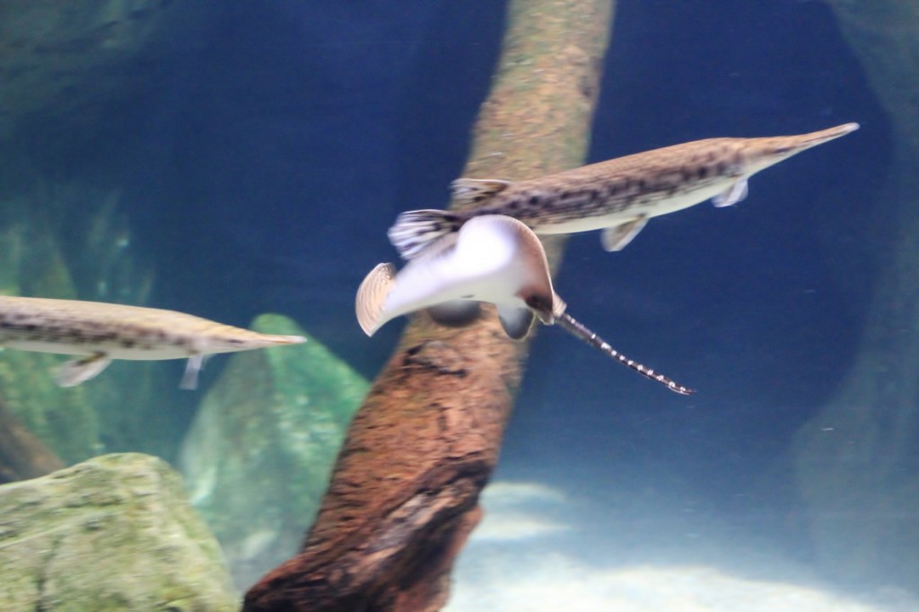 Foto: Acuario de Gijón - Gijón (Asturias), España