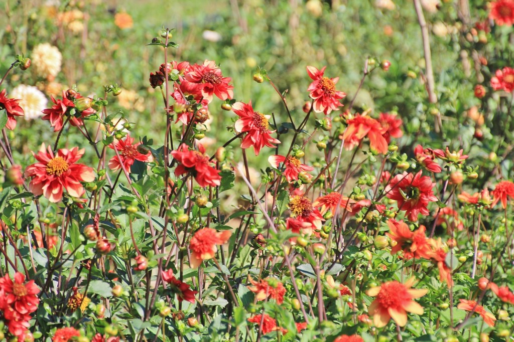 Foto: Plantación de Dalias - Capolat (Barcelona), España