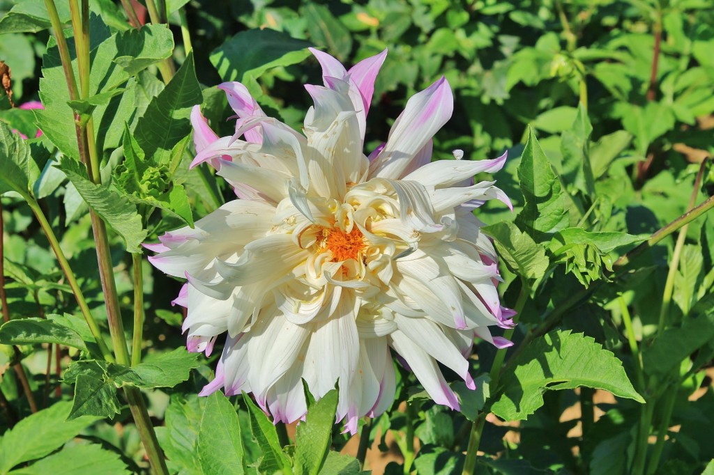 Foto: Plantación de Dalias - Capolat (Barcelona), España