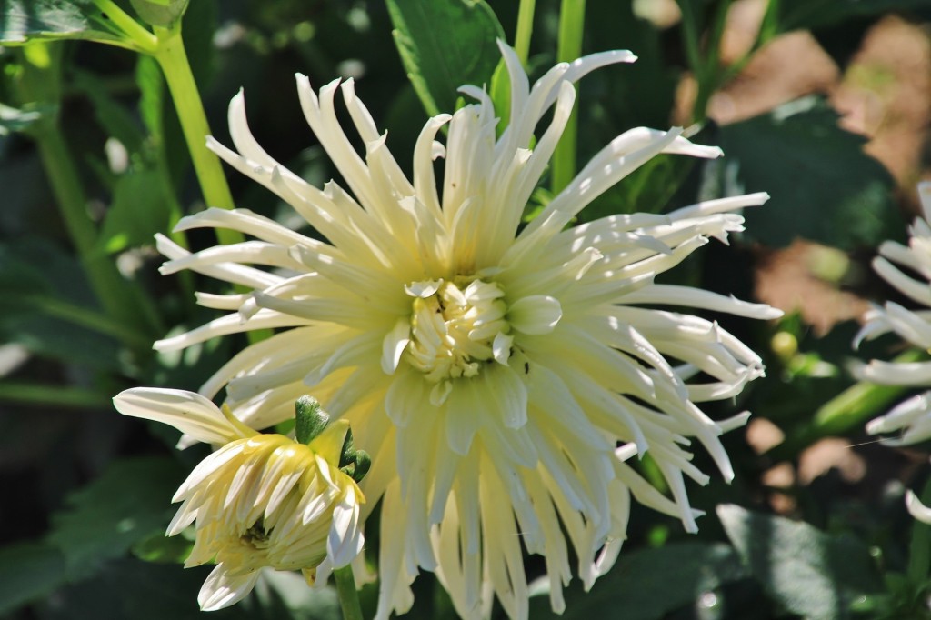 Foto: Plantación de Dalias - Capolat (Barcelona), España