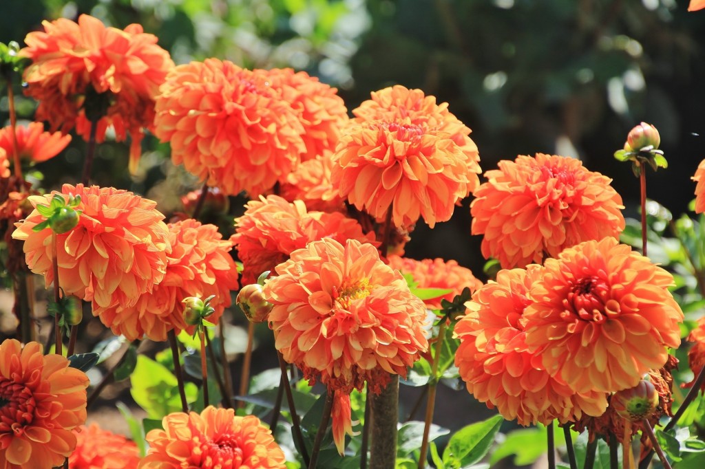 Foto: Plantación de Dalias - Capolat (Barcelona), España