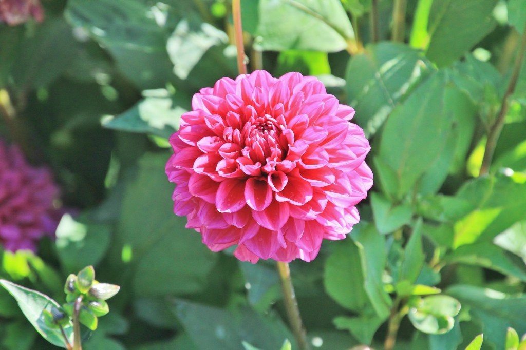 Foto: Plantación de Dalias - Capolat (Barcelona), España