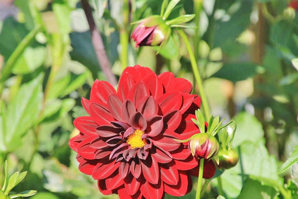 Foto Plantación De Dalias Capolat Barcelona España