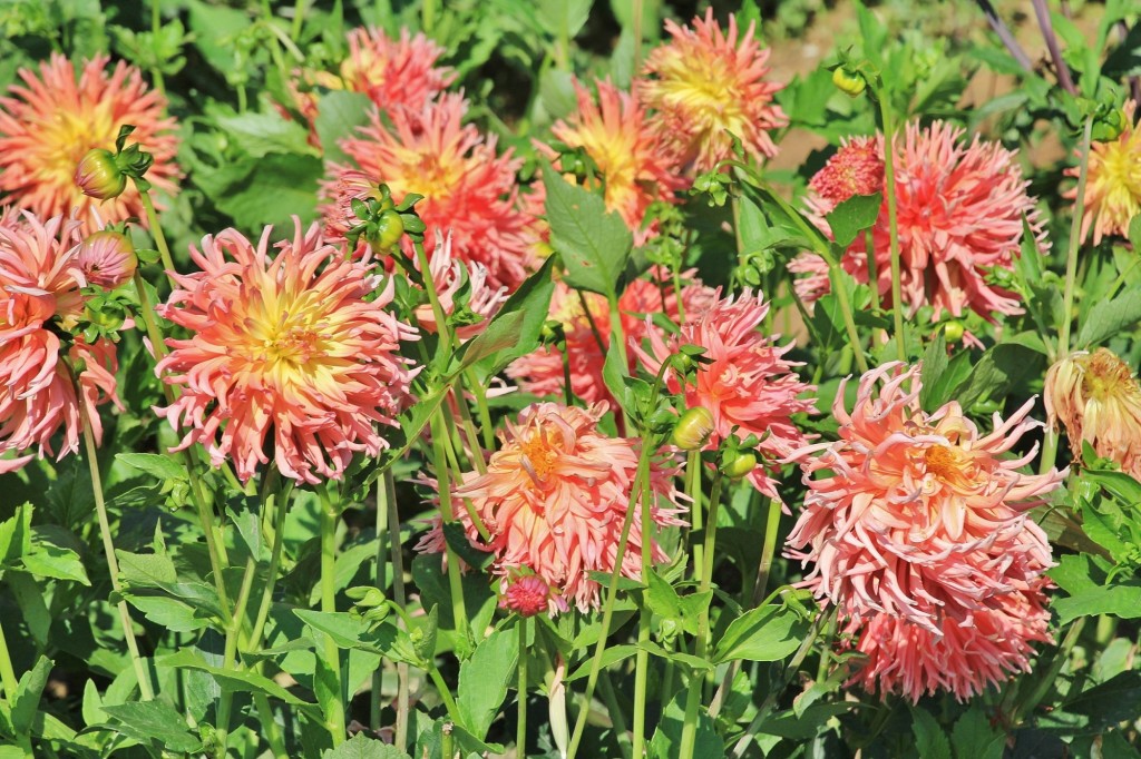 Foto: Plantación de Dalias - Capolat (Barcelona), España