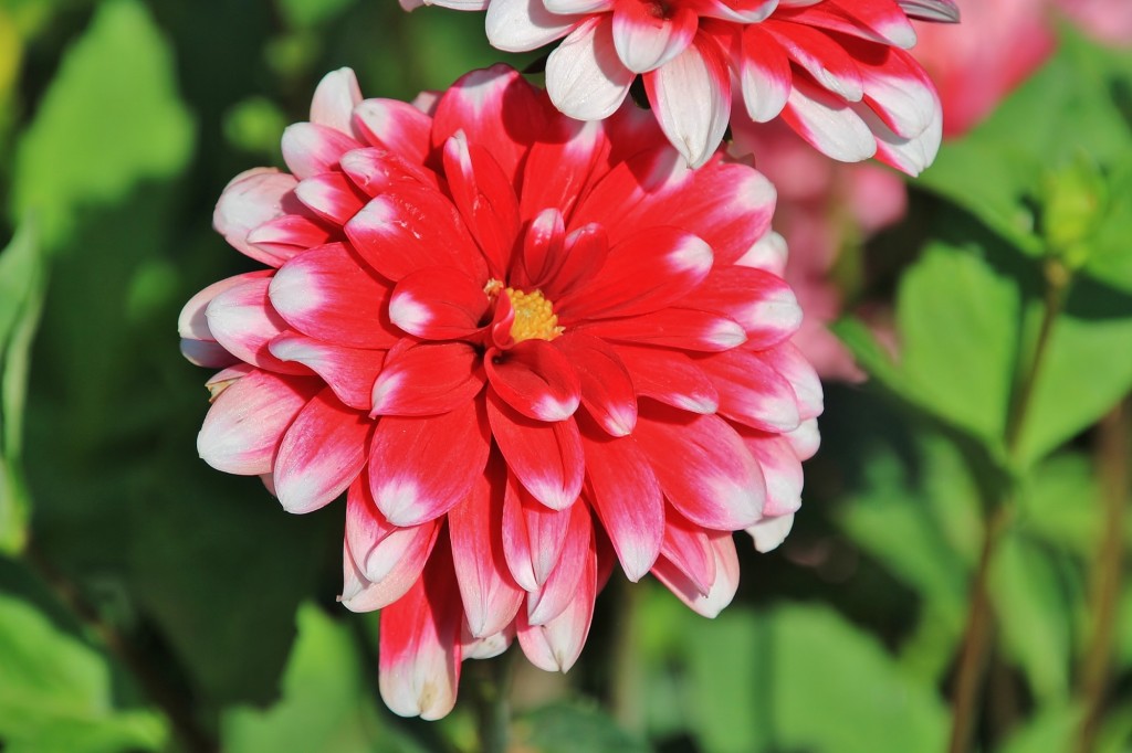 Foto: Plantación de Dalias - Capolat (Barcelona), España