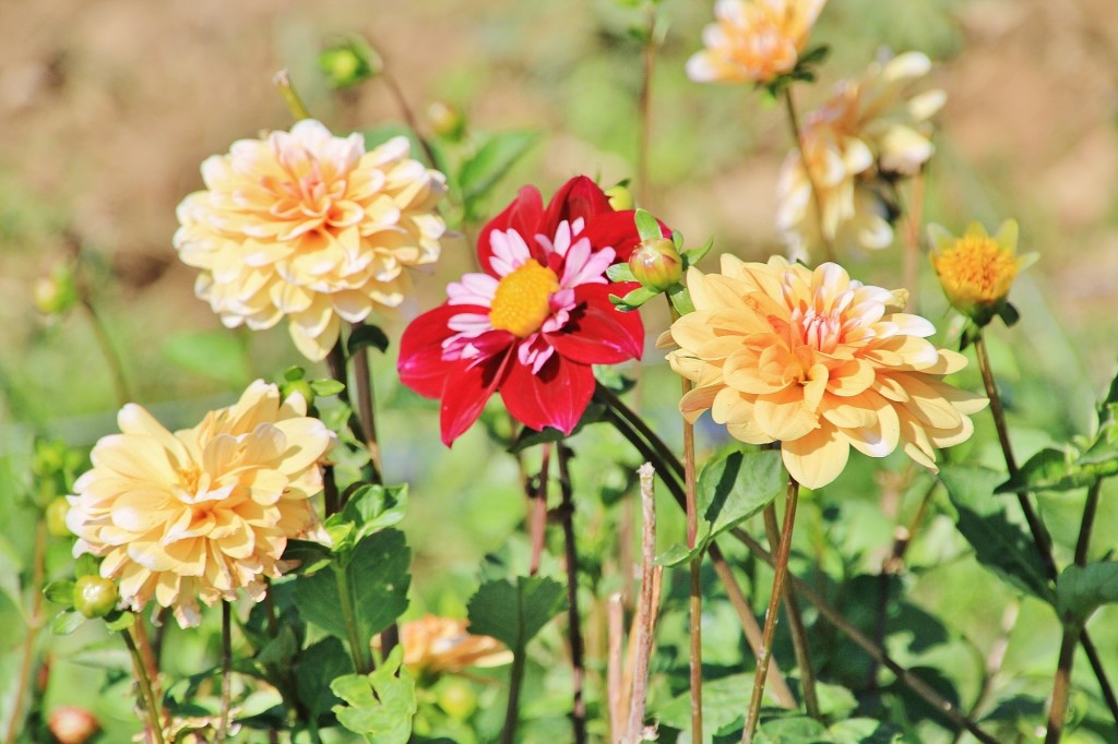 Foto: Plantación de Dalias - Capolat (Barcelona), España