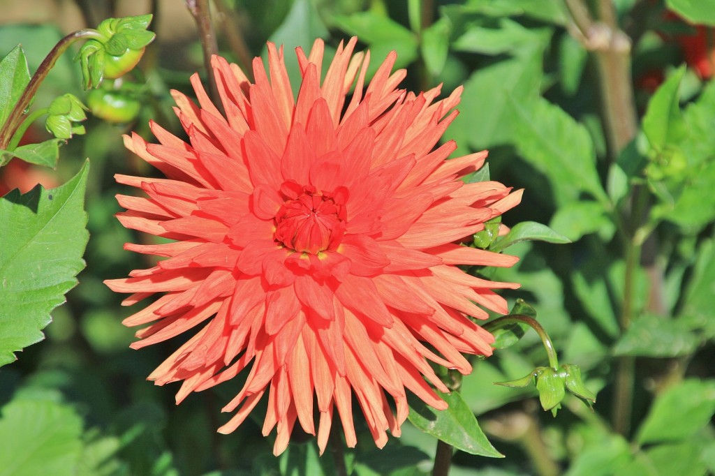 Foto: Plantación de Dalias - Capolat (Barcelona), España