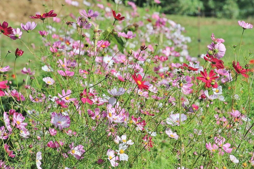 Foto: Plantación de Dalias - Capolat (Barcelona), España