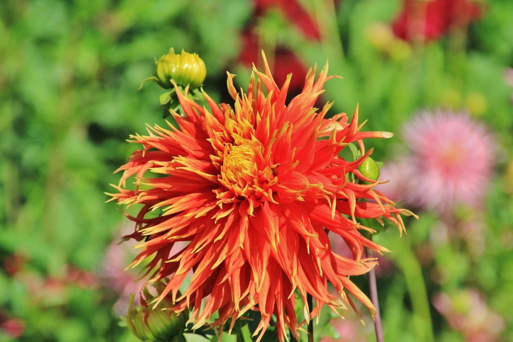 Foto: Plantación de Dalias - Capolat (Barcelona), España