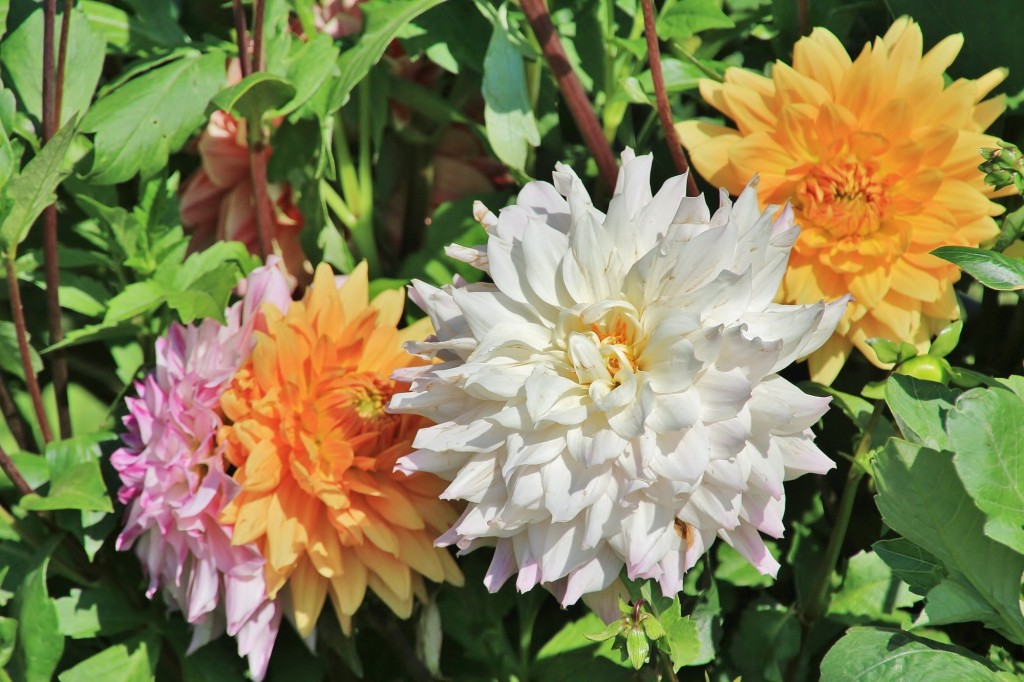 Foto: Plantación de Dalias - Capolat (Barcelona), España