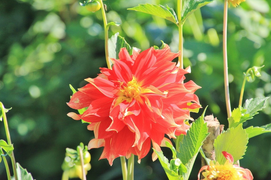 Foto: Plantación de Dalias - Capolat (Barcelona), España