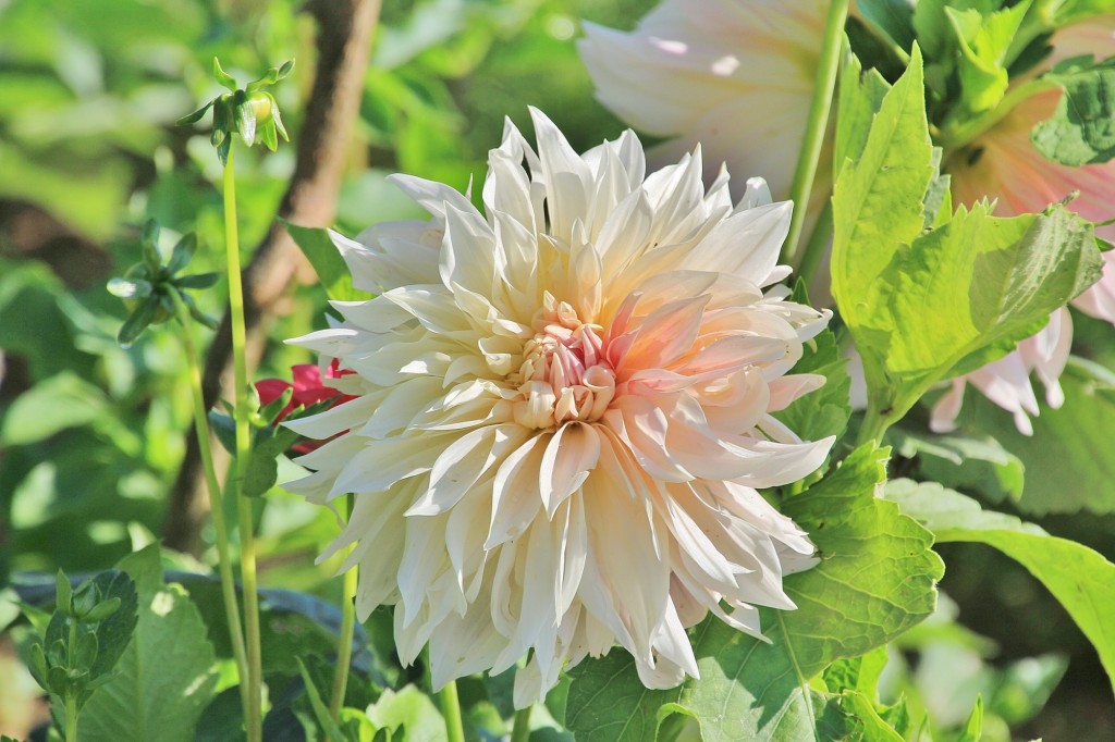 Foto: Plantación de Dalias - Capolat (Barcelona), España