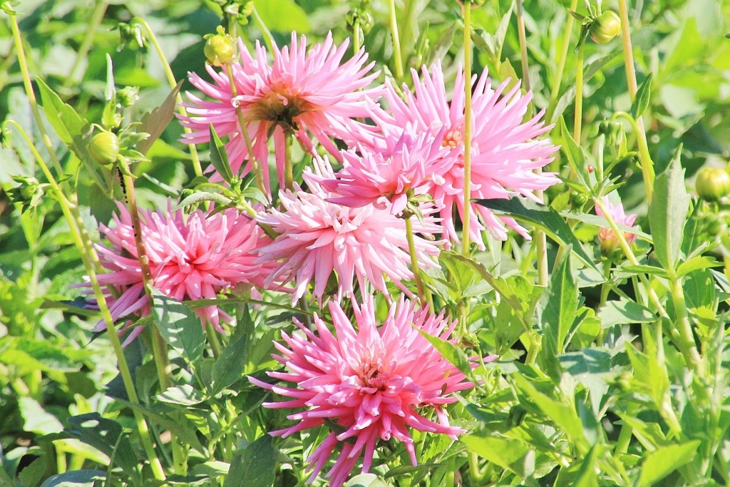 Foto: Plantación de Dalias - Capolat (Barcelona), España