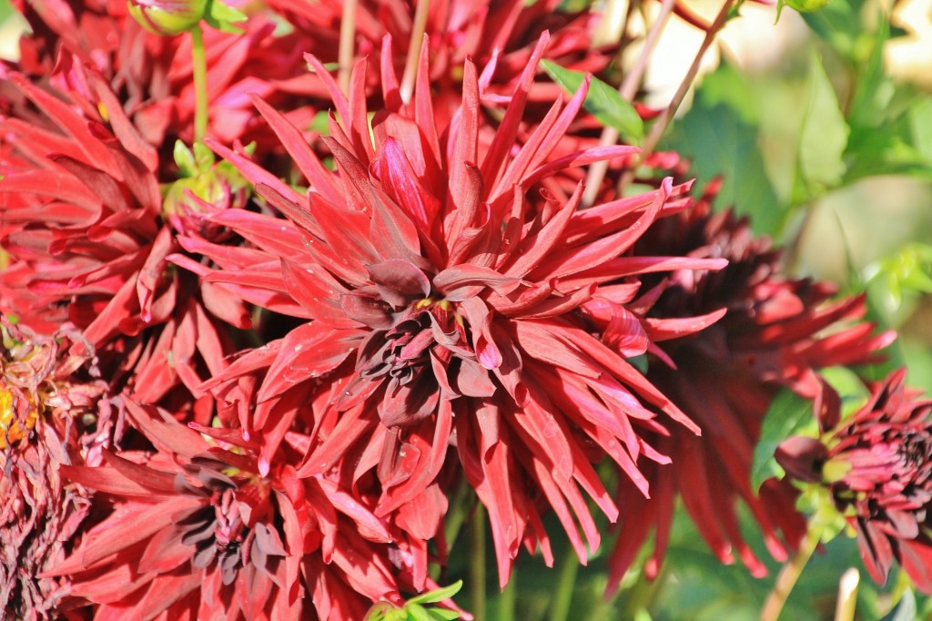 Foto: Plantación de Dalias - Capolat (Barcelona), España