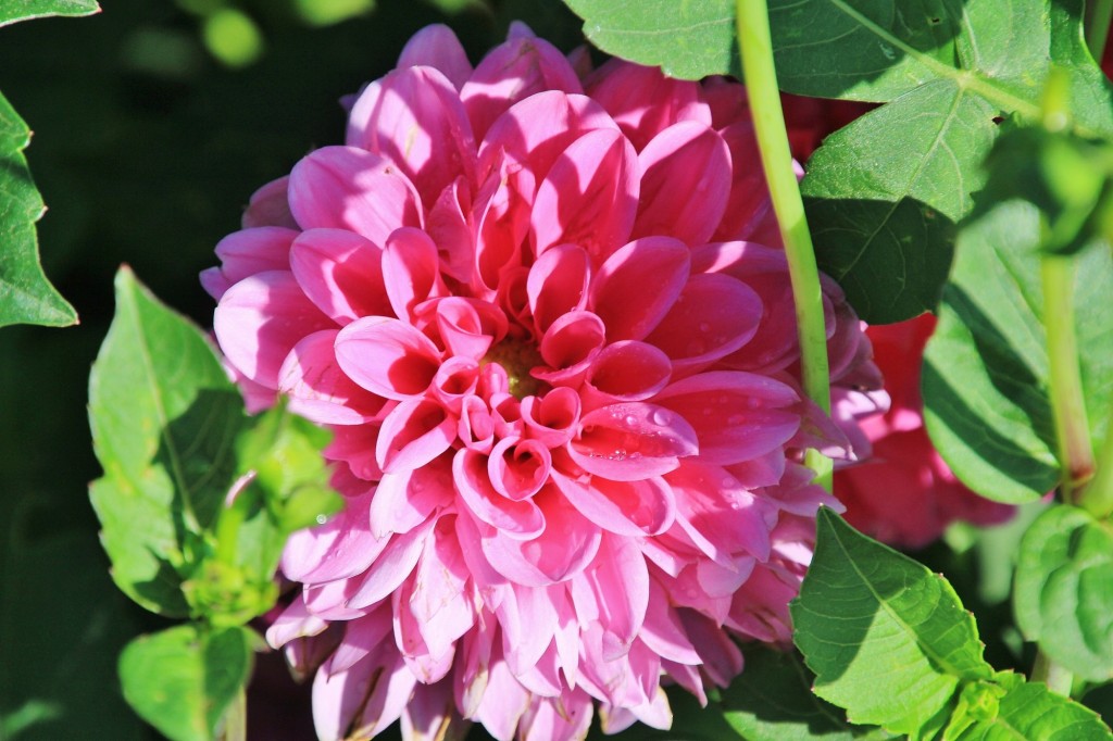 Foto: Plantación de Dalias - Capolat (Barcelona), España