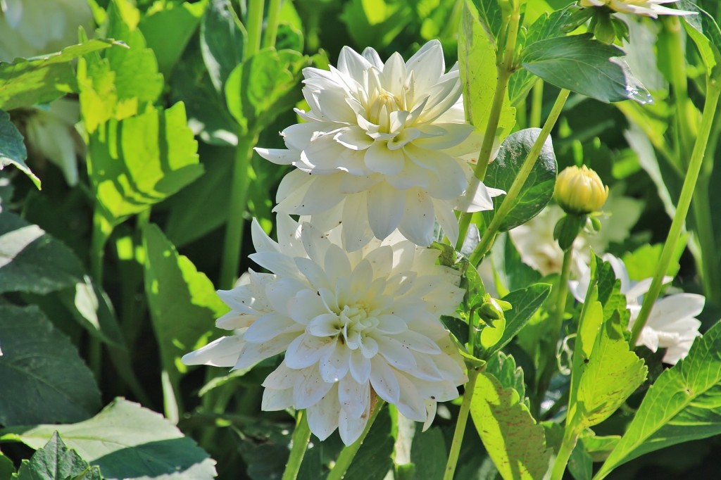 Foto: Plantación de Dalias - Capolat (Barcelona), España