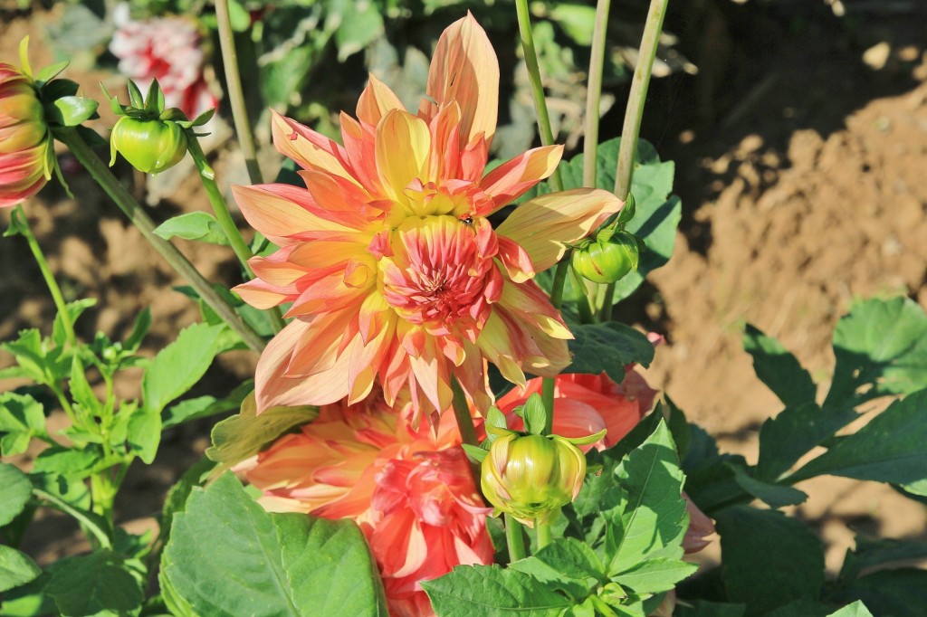 Foto: Plantación de Dalias - Capolat (Barcelona), España