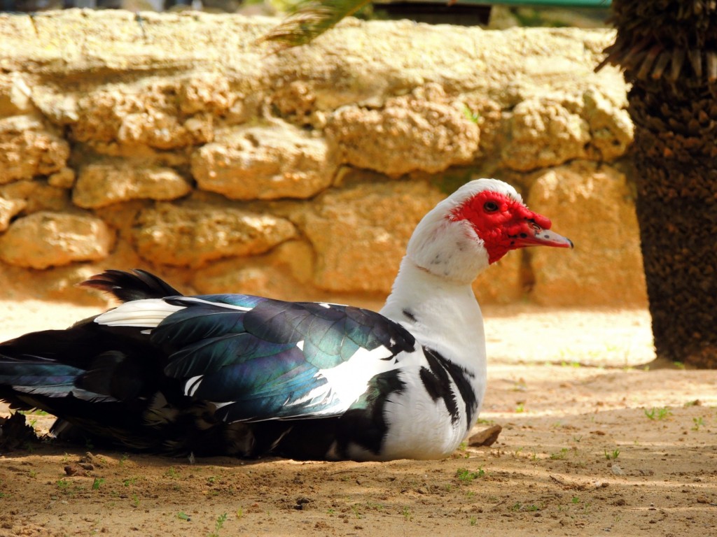 Foto: Oca - Cádiz (Andalucía), España