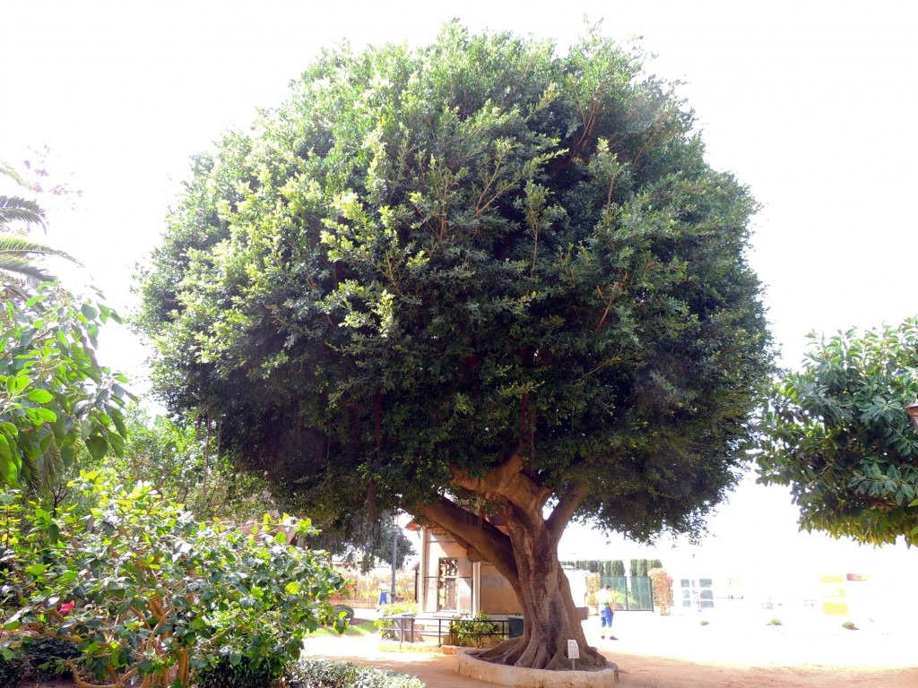 Foto: Laurel de India - Cádiz (Andalucía), España