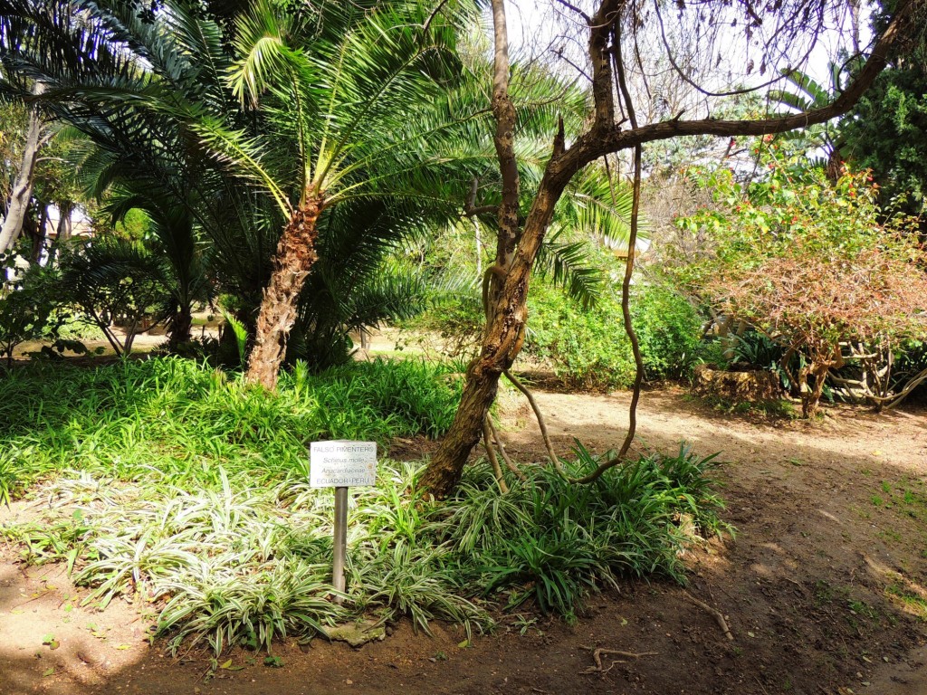 Foto: Falso Pimentero - Cádiz (Andalucía), España