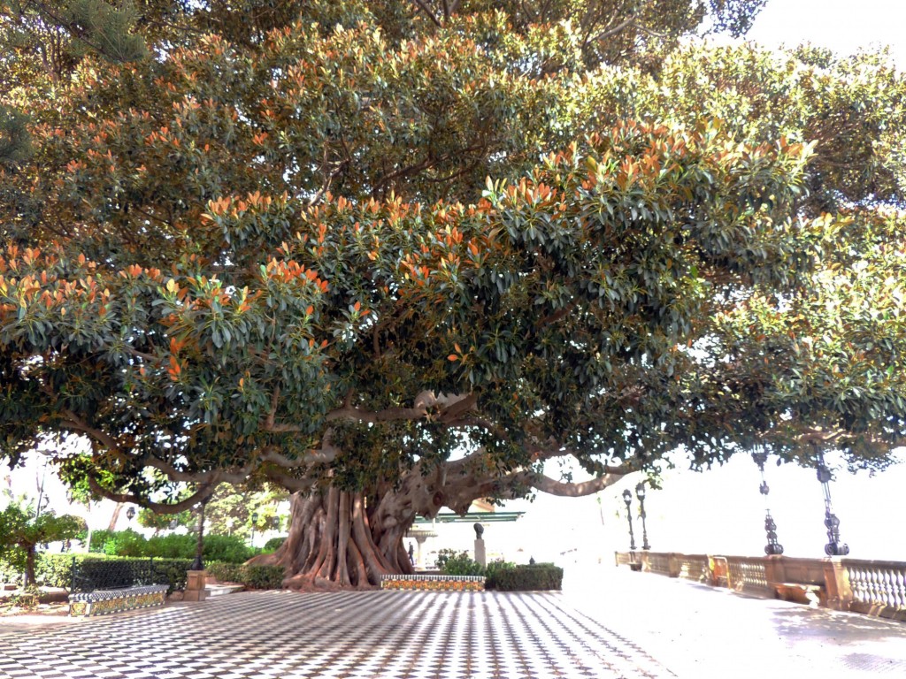 Foto de Cádiz (Andalucía), España