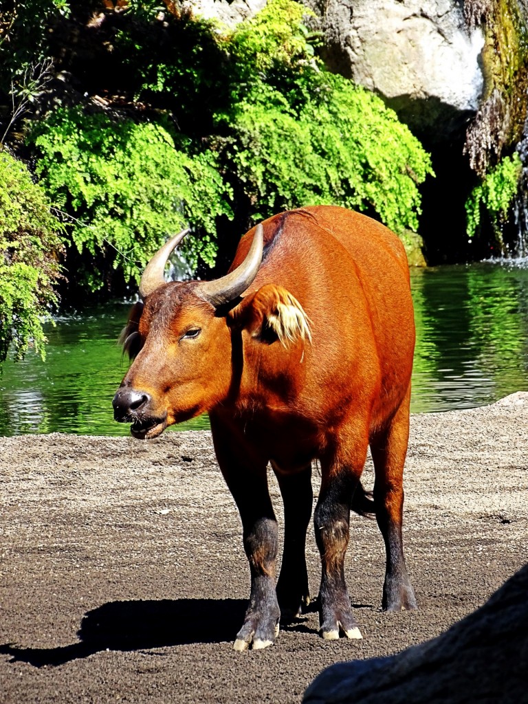 Foto: Bioparc - Valencia (Comunidad Valenciana), España