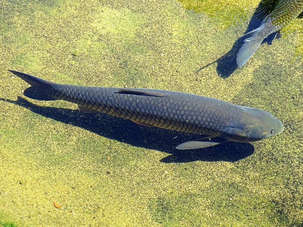 Foto: Bioparc - Valencia (Comunidad Valenciana), España