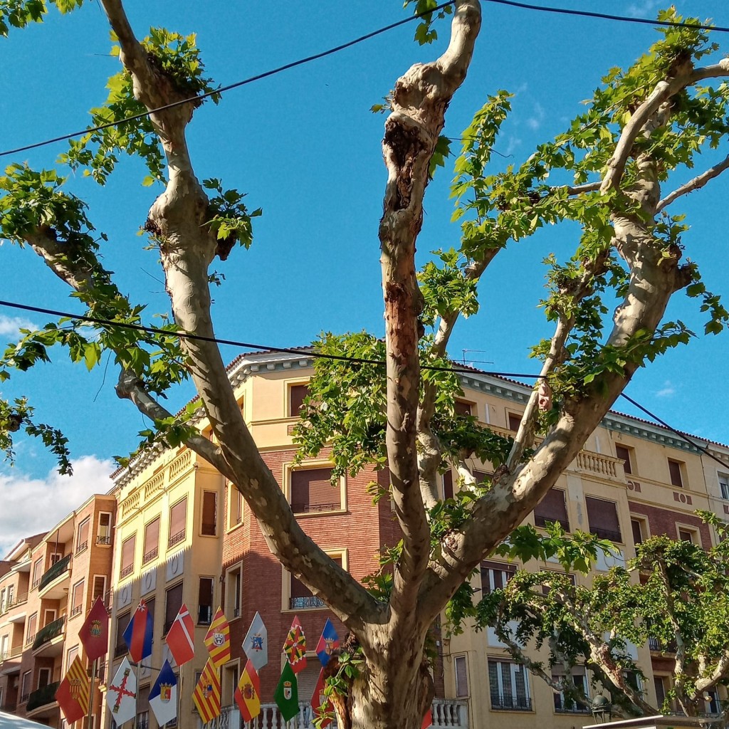 Foto: Paseo de las Cortes de Aragón - Calatayud (Aragón), España