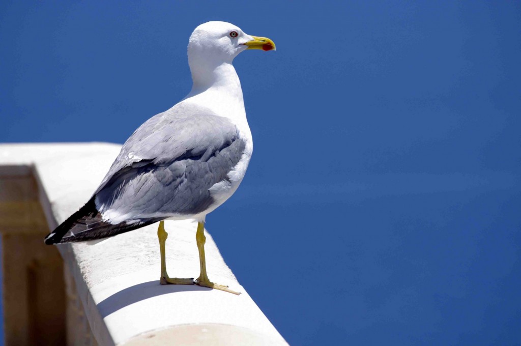 Foto: La gaviota del Faro - Formentor-Pollensa (Illes Balears), España