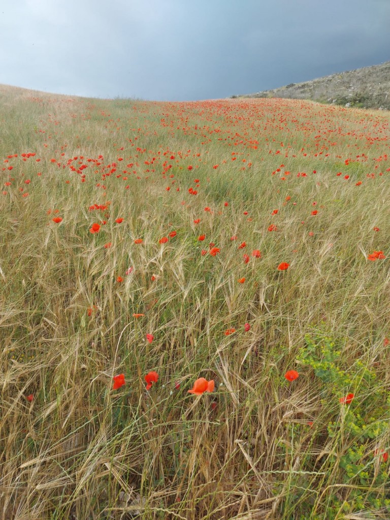 Foto: primavera 2021 - Calatayud (Aragón), España