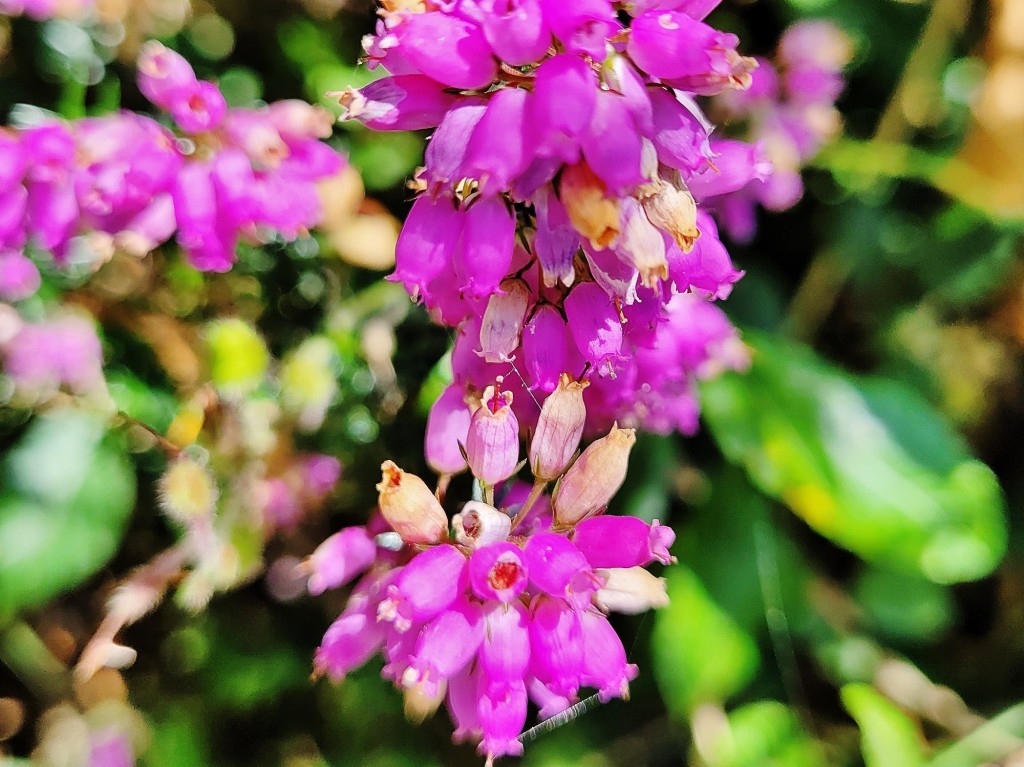 Foto: Flor - La Casona (Asturias), España