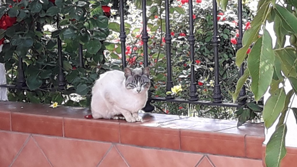 Foto: Gatito - Los Marines (Huelva), España