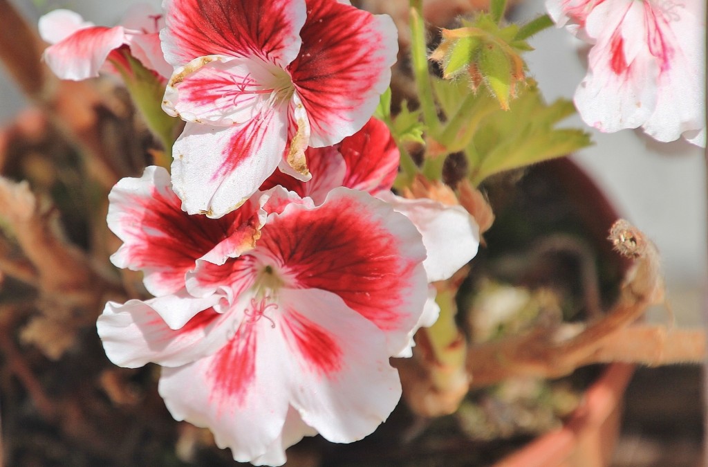 Foto: Flor - Los Marines (Huelva), España