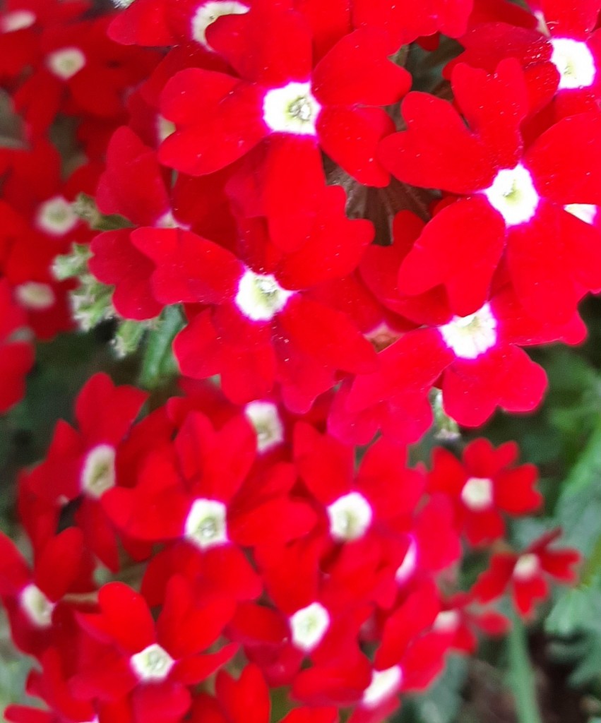 Foto: Flor - Alarcón (Huelva), España