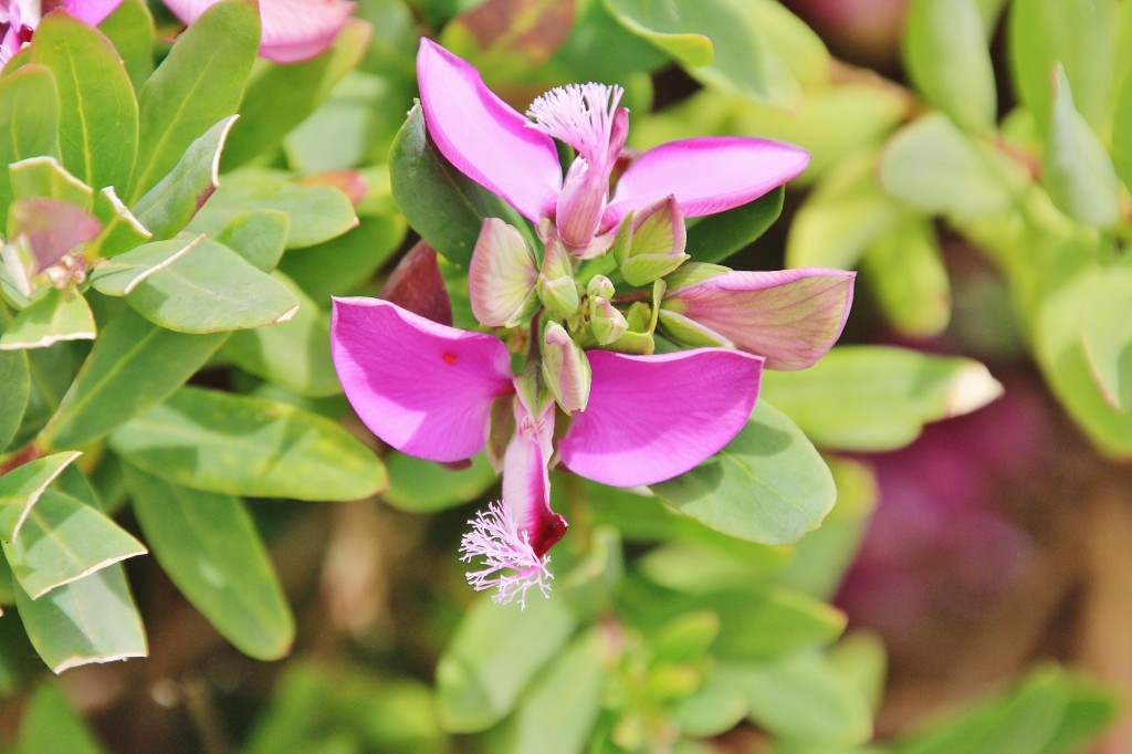 Foto: Flor - Almonáster la Real (Huelva), España