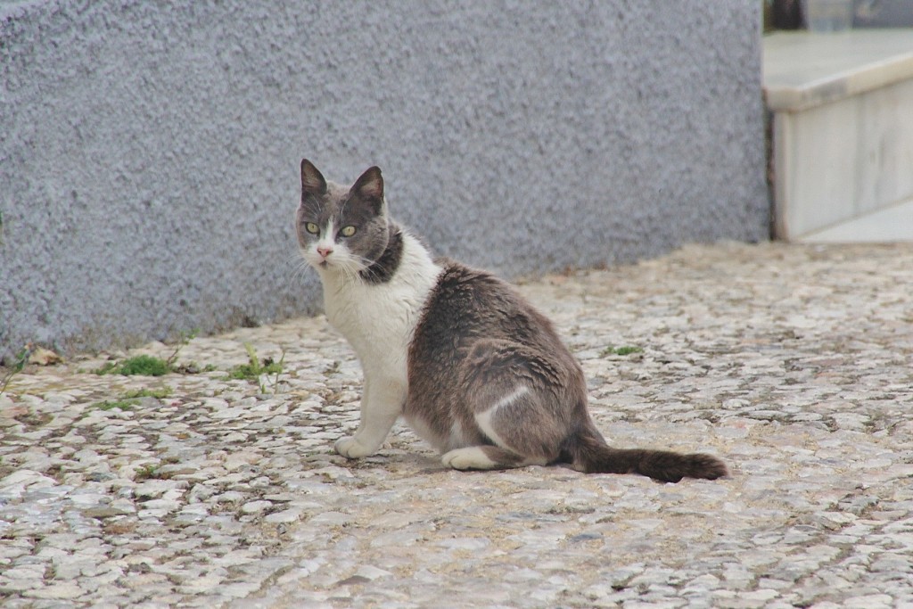 Foto: Gatito - Almonáster la Real (Huelva), España