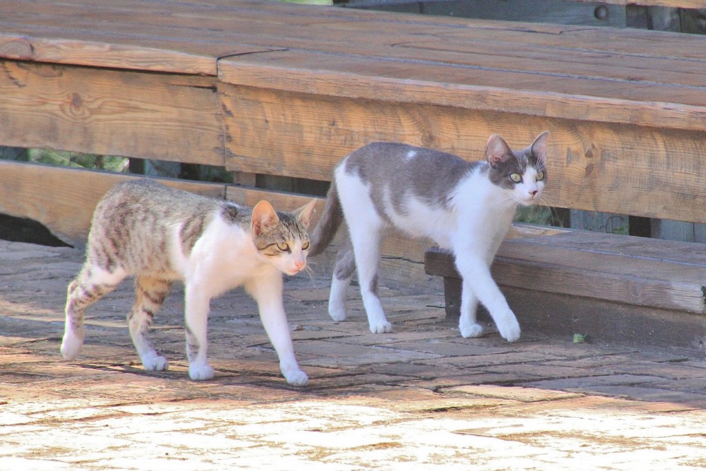 Foto: Gatitos - Palos de la Frontera (Huelva), España